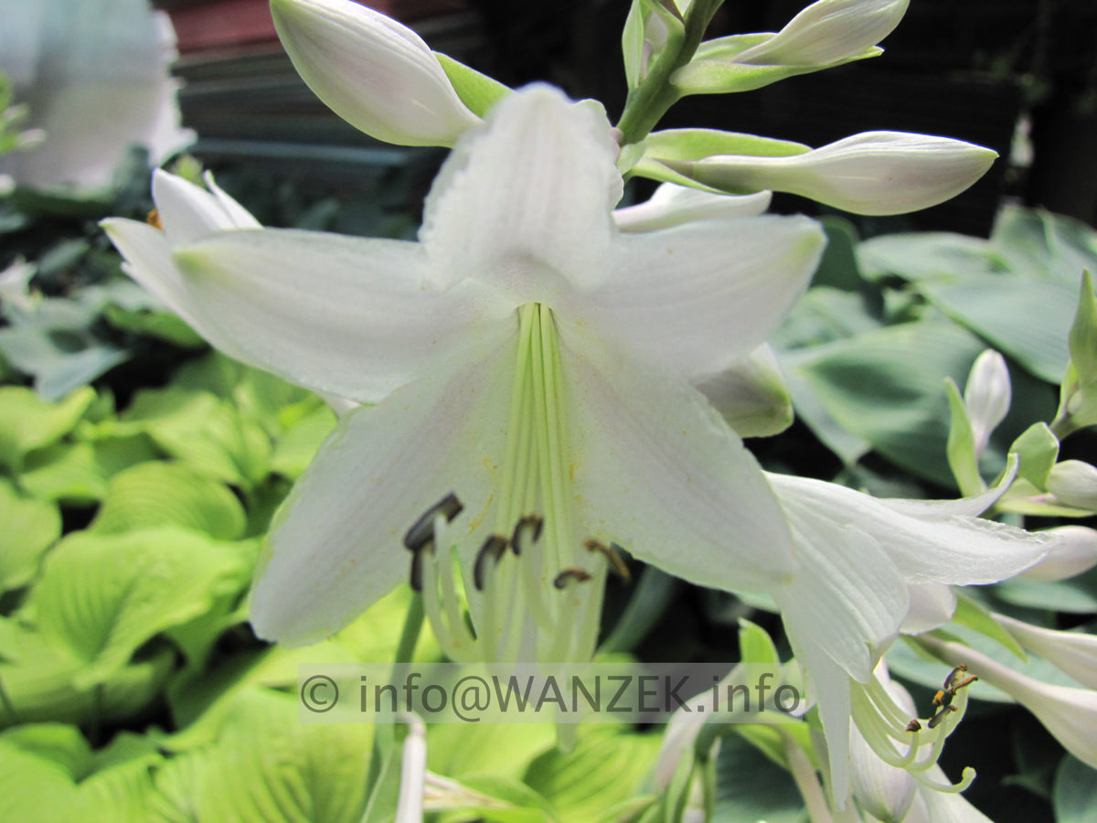 Hosta Hybride Piedmont Gold 06 MacroBluete 2.JPG